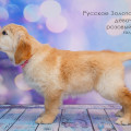RUSSKOE ZOLOTO YUANIKA RUSSKOE ZOLOTO YUANIKA
