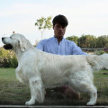 XANTHOS BULLET PROOF