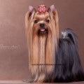 GOLDZHEN'S OBEREG OT ARMANI