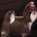 GARRY SUPER STAR TSARSKAYA UTEHA GARRY SUPER STAR TSARSKAYA UTEHA