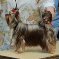 CHERYLL LOVELY DOG OF MORAVIA CHERYLL LOVELY DOG OF MORAVIA