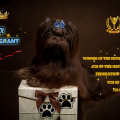 IDOL MY LEGRANT IDOL MY LEGRANT