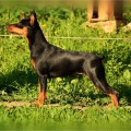 CARLIN BRIGHT IZ TSARSKOGO SELA AGATA CARLIN BRIGHT IZ TSARSKOGO SELA AGATA