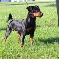 JOKER SHOW MESES JOKER SHOW MESES