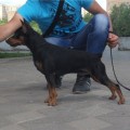 NASHA MARKA TCHERNIY BOSS