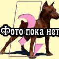 BOHAYSKIY TALISMAN YAR CHARA BOHAYSKIY TALISMAN YAR CHARA