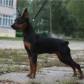 DUYMOVOCHKA SKAZOCHNAYA FEYA