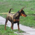 GUBERNATOR IZ DOMA PARKIS