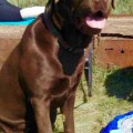 FARVIST GOLD LETTA FARVIST GOLD LETTA