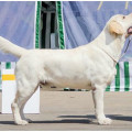 LAB'SPB HEARTBREAKER