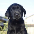 PEARL BLACK YALMARIN LUCKY LABS