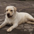 HARLEY YALMARIN LUCKY LABS