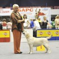 VALHAUS OLIVIA WINNER BEST IN SHOW VALHAUS OLIVIA WINNER BEST IN SHOW