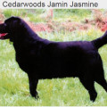 CEDARWOODS JAMIN JASMINE