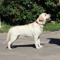 CHARMELLE GOLD DIAS --ROSSI 371--