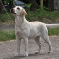 DIMIRA GAECHKA
