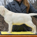 HOLLABWOOD'S UNA ALLEGRA RIVA SOLARE
