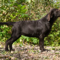 HOLLABWOOD'S CHELSEA