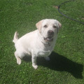 HOLLABWOOD'S GOLDIE
