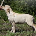 HOLLABWOOD'S DAKOTA