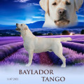 BAYLADOR TANGO