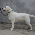 CHARMELLE GOLD TONIK   --MARTIN 449--