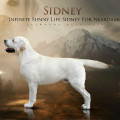INFINITE SUNNY LIFE SIDNEY FOR NEARDAMO