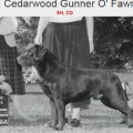 CEDARWOOD GUNNER O' FAWNHAVEN