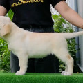 HOLLABWOOD'S MELLOW YELLOW