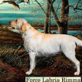 FORCE LABRIA RIMMA