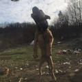 PECINA KNL'S CAPTAIN BADY TRAMP JR.