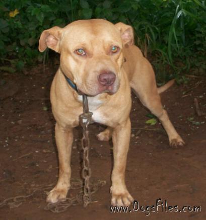 American pitbull pedigree best sale