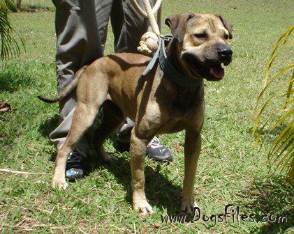 VETERANOS TERRICOLA Pedigree database American Pit Bull