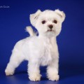 BELKA