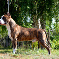 ROYAL NOBLEMAN'S GRAND LEGEND