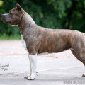 ASTILARS OLIVIYA