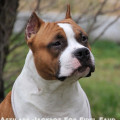 ASTILARS JACKROT FOR FIDEL FAUD