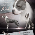 KODIAK TAURUNUM ANGEL'S KODIAK TAURUNUM ANGEL'S
