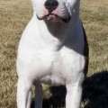 BLUE RIVER'S WHITE DEVIL