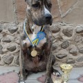ROKSOLANA DIVA TIGRASHY OF STAFFLAND BARKHAN
