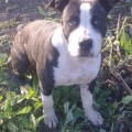 AIVENGO STAR TIGRASHY OF STAFFLAND BARKHAN