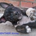 TSENTNER ALMAZ TIGRASHY OF STAFFLAND BARKHAN