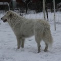 DREVNEE BRATSTVO  DIANA