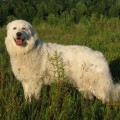 IDJI FLUFFY CLOUD