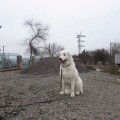 ORSA
