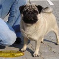 MEDOVYI PRYANIK BRIGHT BENITA