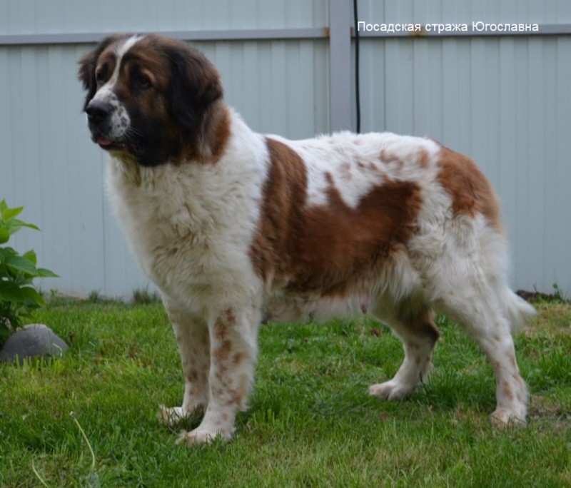 Купить Московскую Сторожевую Чита