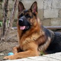 LYCAN VON CASPIAN LYCAN VON CASPIAN