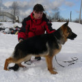 BERNSHTEIN HUND GOLDEN-LEDI