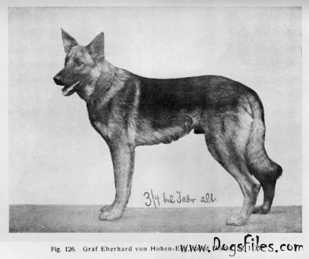 Первая немецкая овчарка грайф фото и описание GRAF EBERHARD VOM HOHEN ESP " Pedigree database German Shepherd Dog